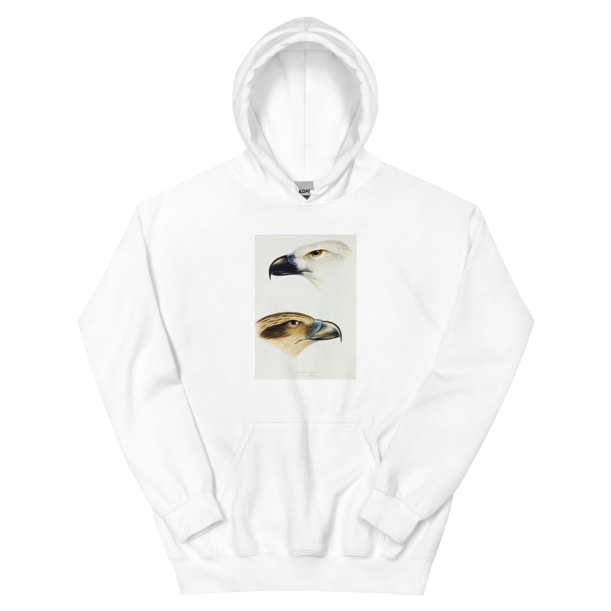 White Hoodie 1 White-Bellied Sea Eagle Haliaeetus Leucogaster 2 Whistling Kite Haliastur Sphenurus Illustrated Essential