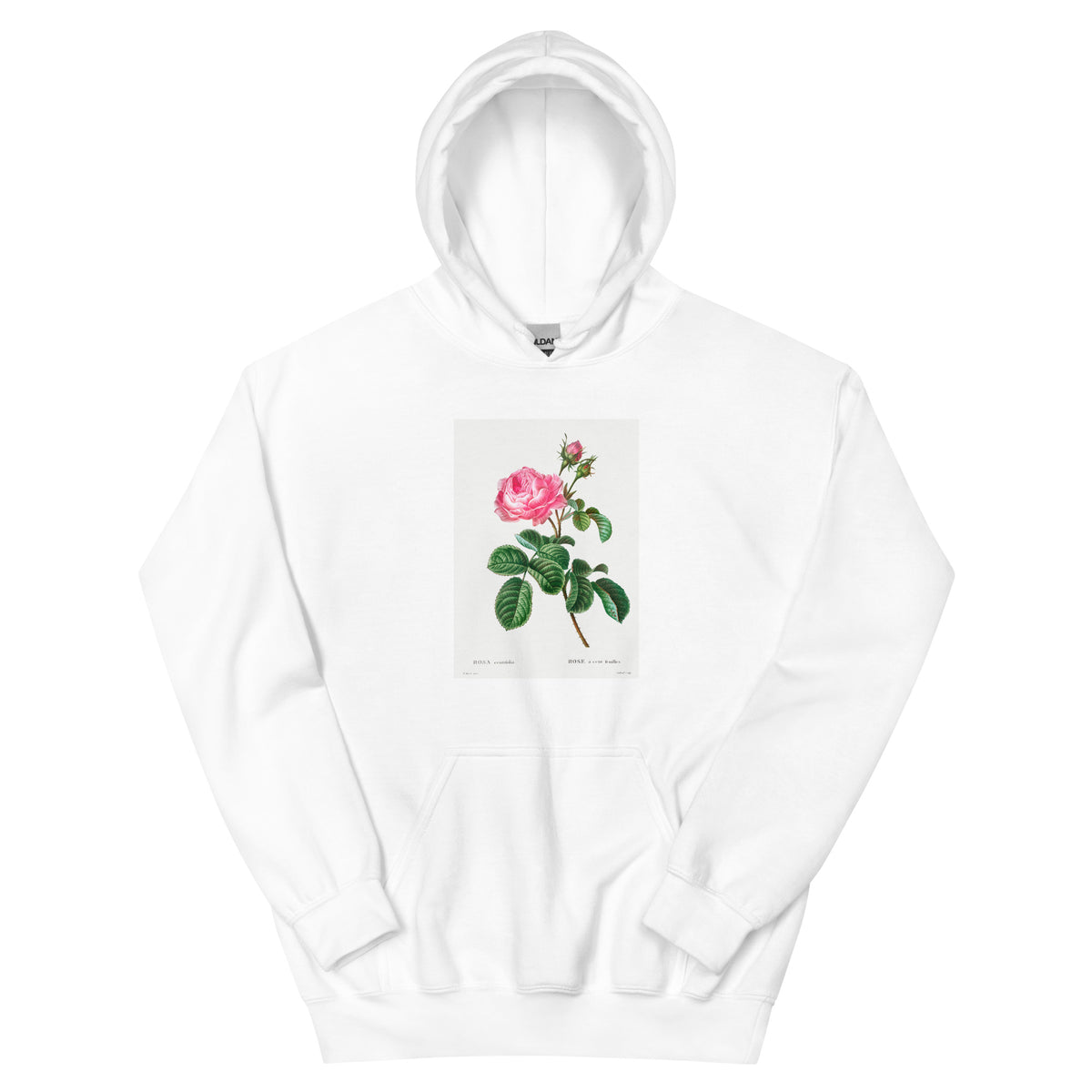White Hoodie Cabbage Rose Rosa Centifolia Essential
