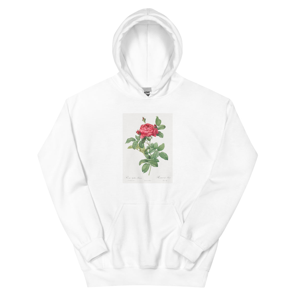 White Hoodie Rosa Gallica Pontiana Also Known As Bridge Rose Essential