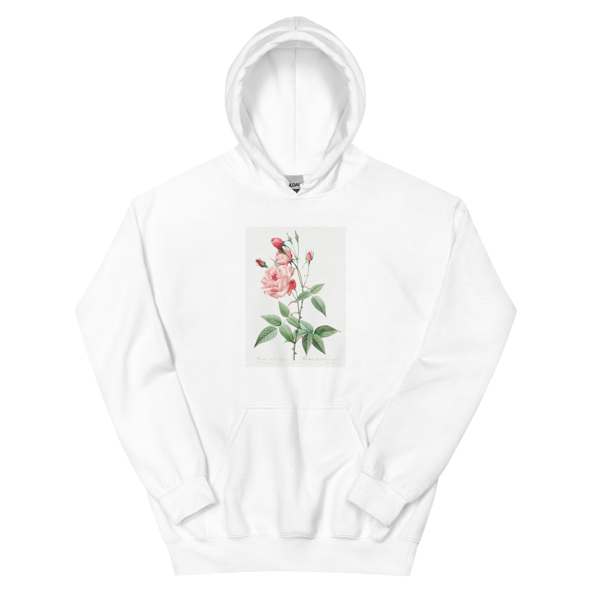 White Hoodie Old Blush China Also Known As Common Rose Of India Rosa Indica Vulgaris Essential