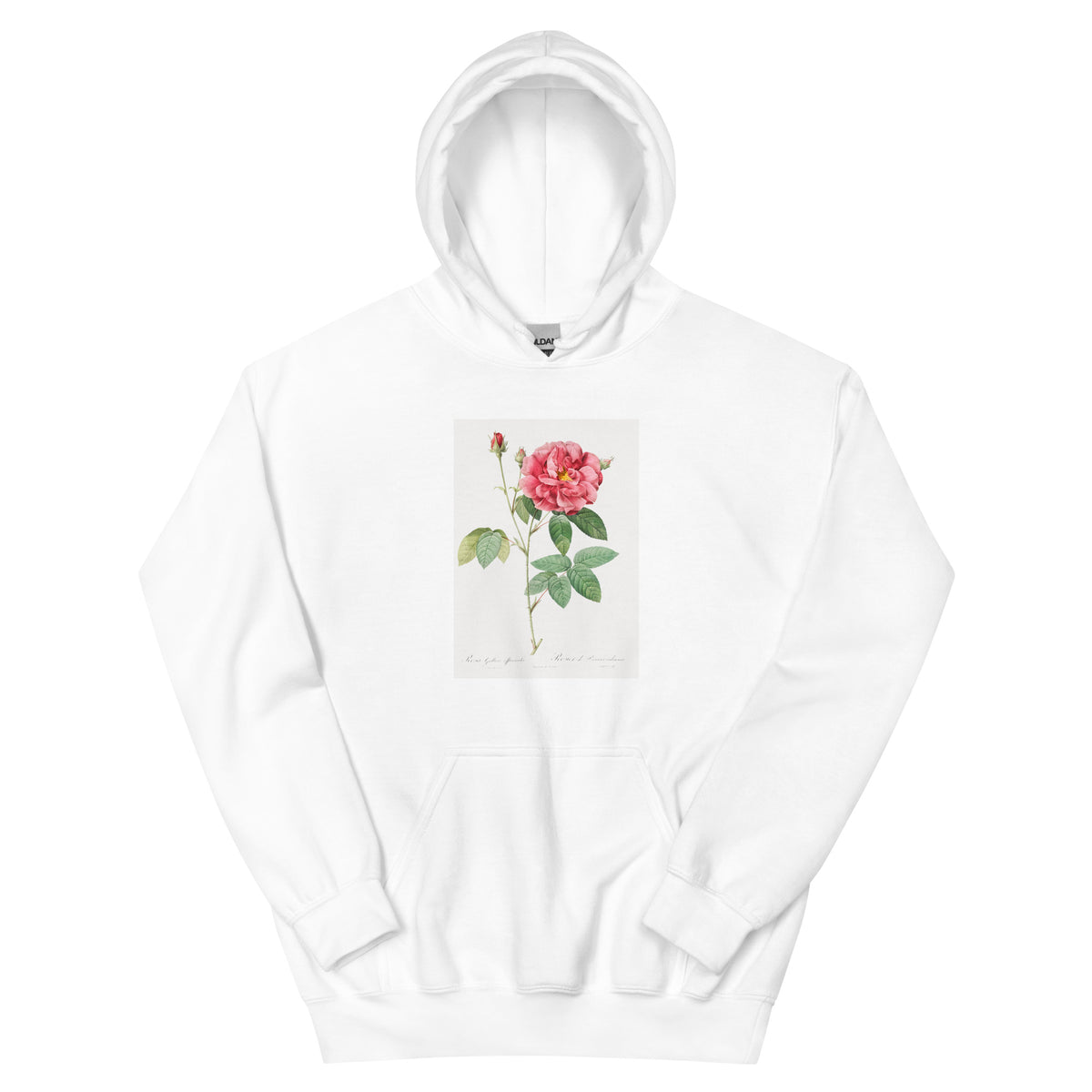 White Hoodie French Rose Also Known As Ordinary Provins Rosebush Rosa Galluca Offuenalis Essential