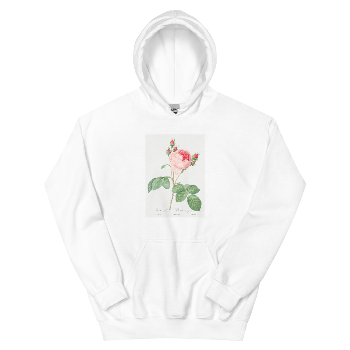 White Hoodie Cabbage Rose Also Known As One Hundred-Leaved Rose Rosa Centifolia Essential