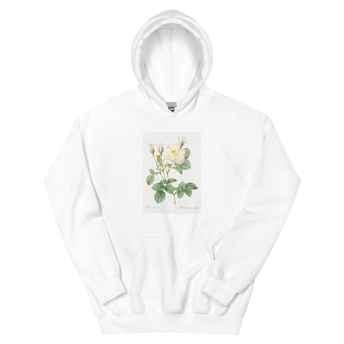 White Hoodie Rosa X Alba Also Known As The White Leaf Of Fleury Rosa Alba Foliacea Essential