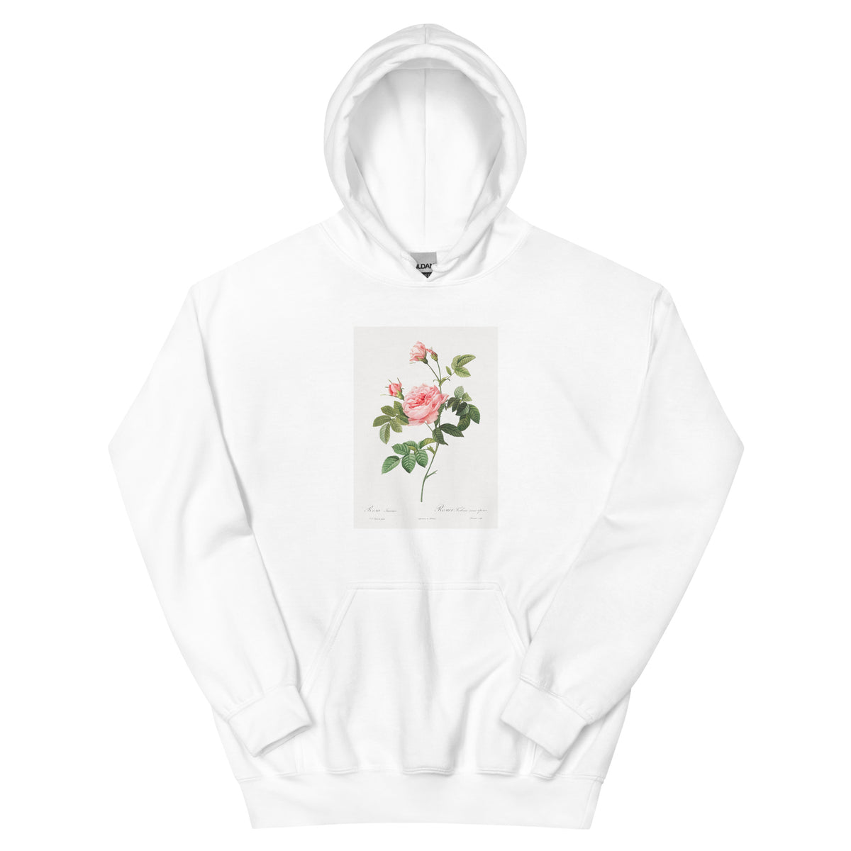 White Hoodie Boursault Rose Also Known As Rose Turbine Without Thorns Rosa Inermis Essential
