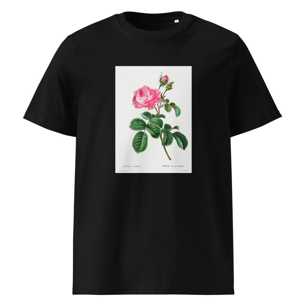 Black T-shirt Cabbage Rose Rosa Centifolia Premium