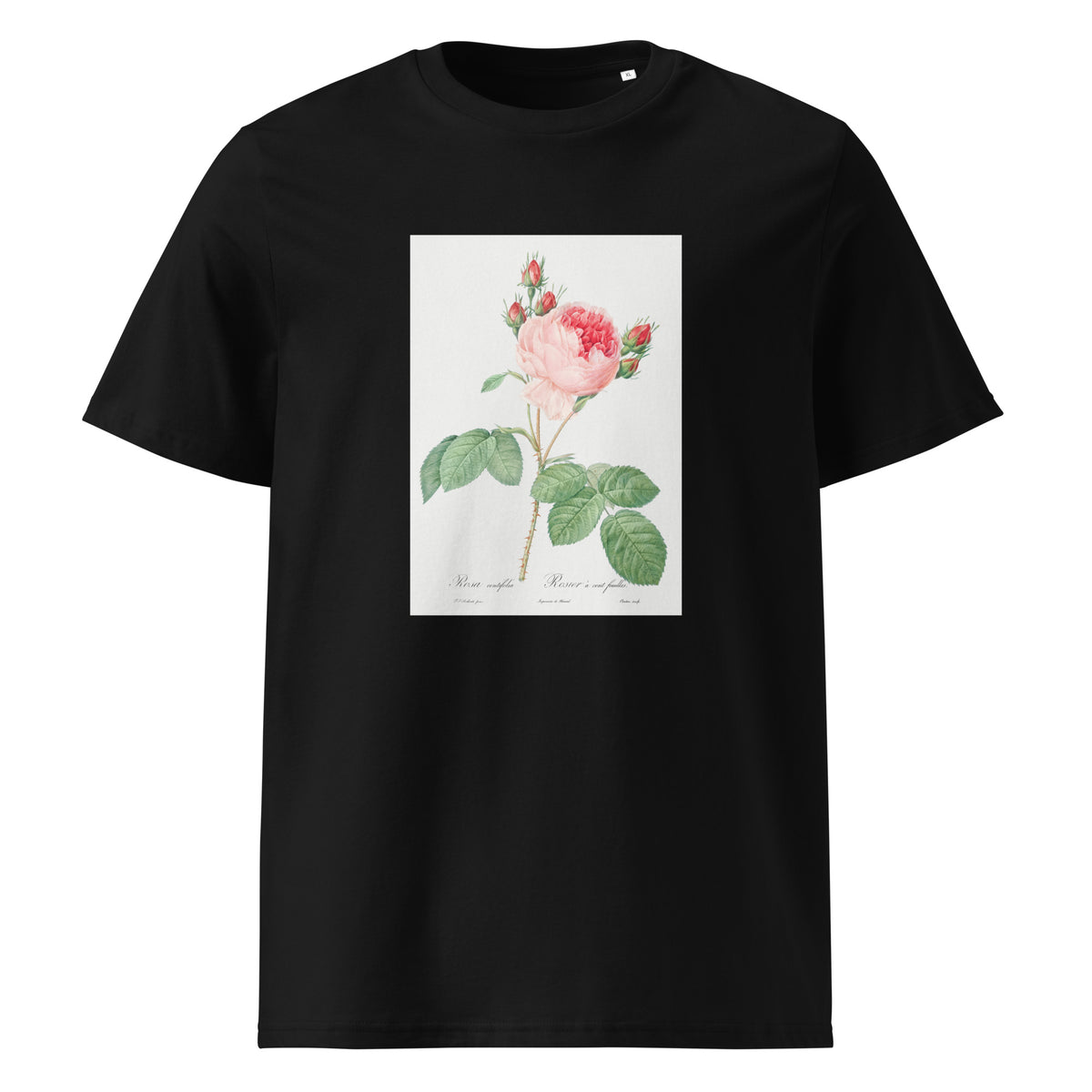 Black T-shirt Cabbage Rose Also Known As One Hundred-Leaved Rose Rosa Centifolia Premium