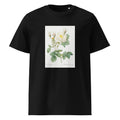 Black T-shirt Rosa X Alba Also Known As The White Leaf Of Fleury Rosa Alba Foliacea Premium