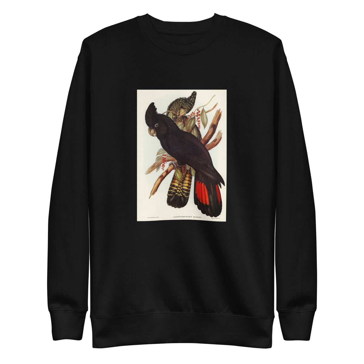 Black Sweater Banksian Cockatoo Calyptorhynchus Banksii Illustrated - Elizabeth Gould 1804 Signature