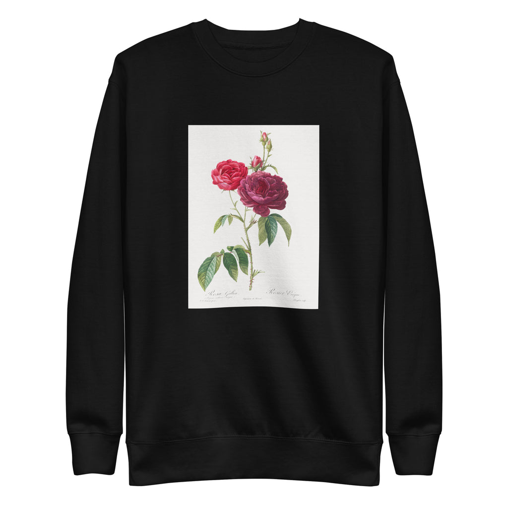 Black Sweater Purple French Rose Rosa Gallica Purpuro-Violacea Magna Signature