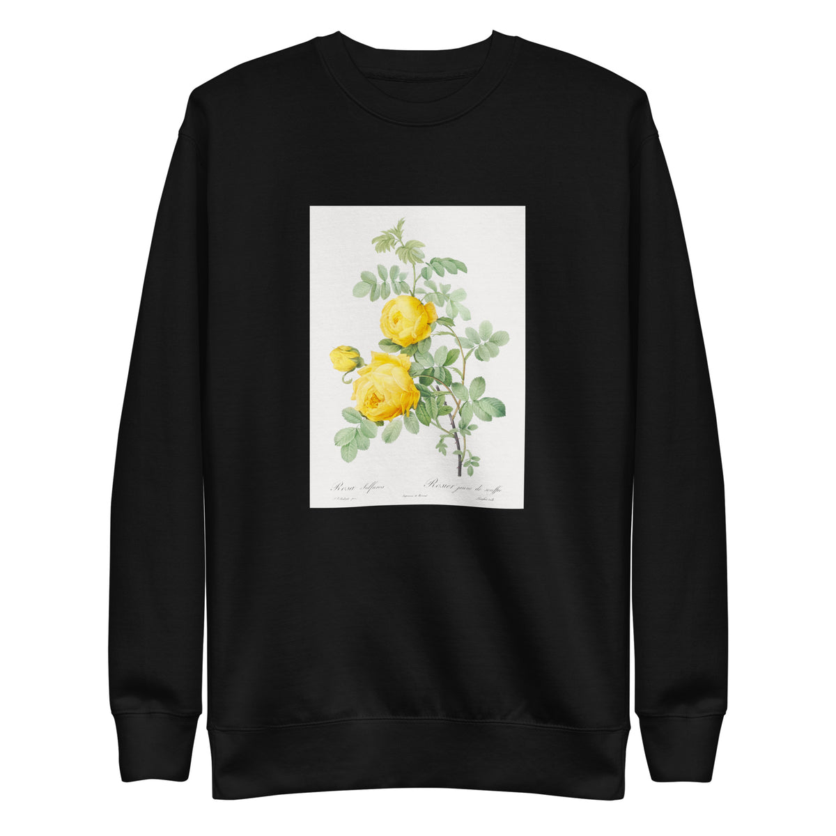 Black Sweater Rosa Hemisphaerica Also Known As Yellow Rose Of Sulfur Rosa Sulfurea Signature