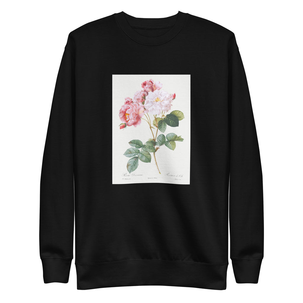 Black Sweater Rosa Damascena Rosebush Rosa Damascena Signature