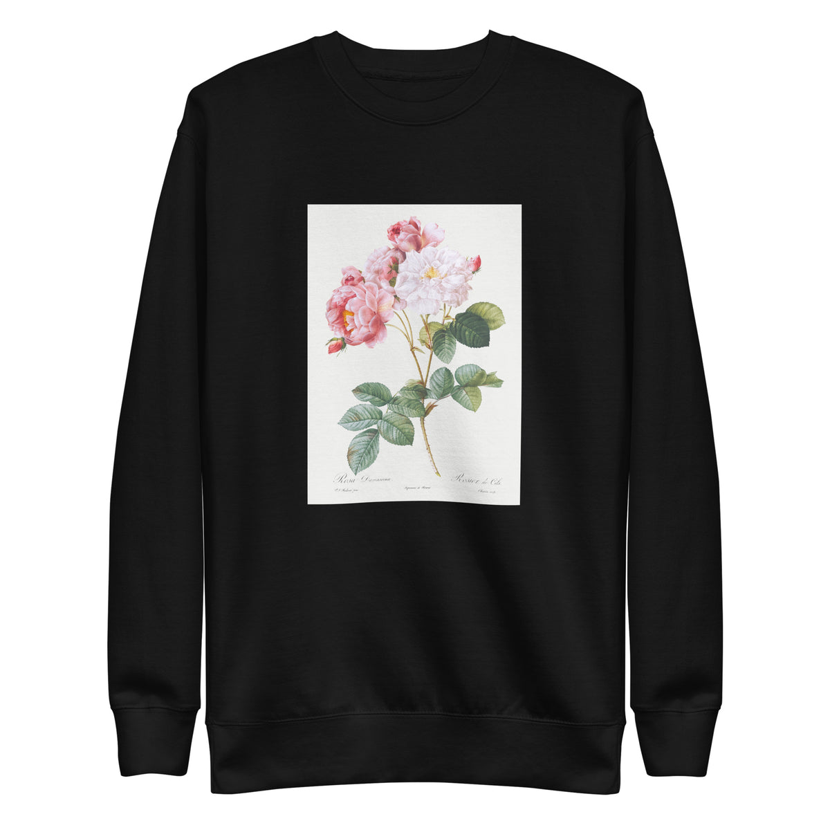 Black Sweater Rosa Damascena Rosebush Rosa Damascena Signature