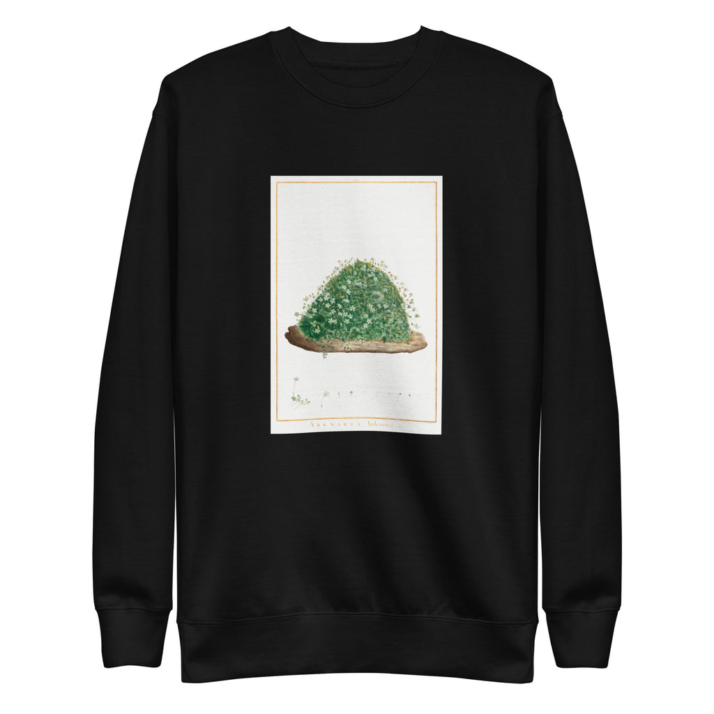 Black Sweater Arenaria Balearica Image - Pierre-Joseph Redoute And Charles Louis L Heritier 1784 Signature