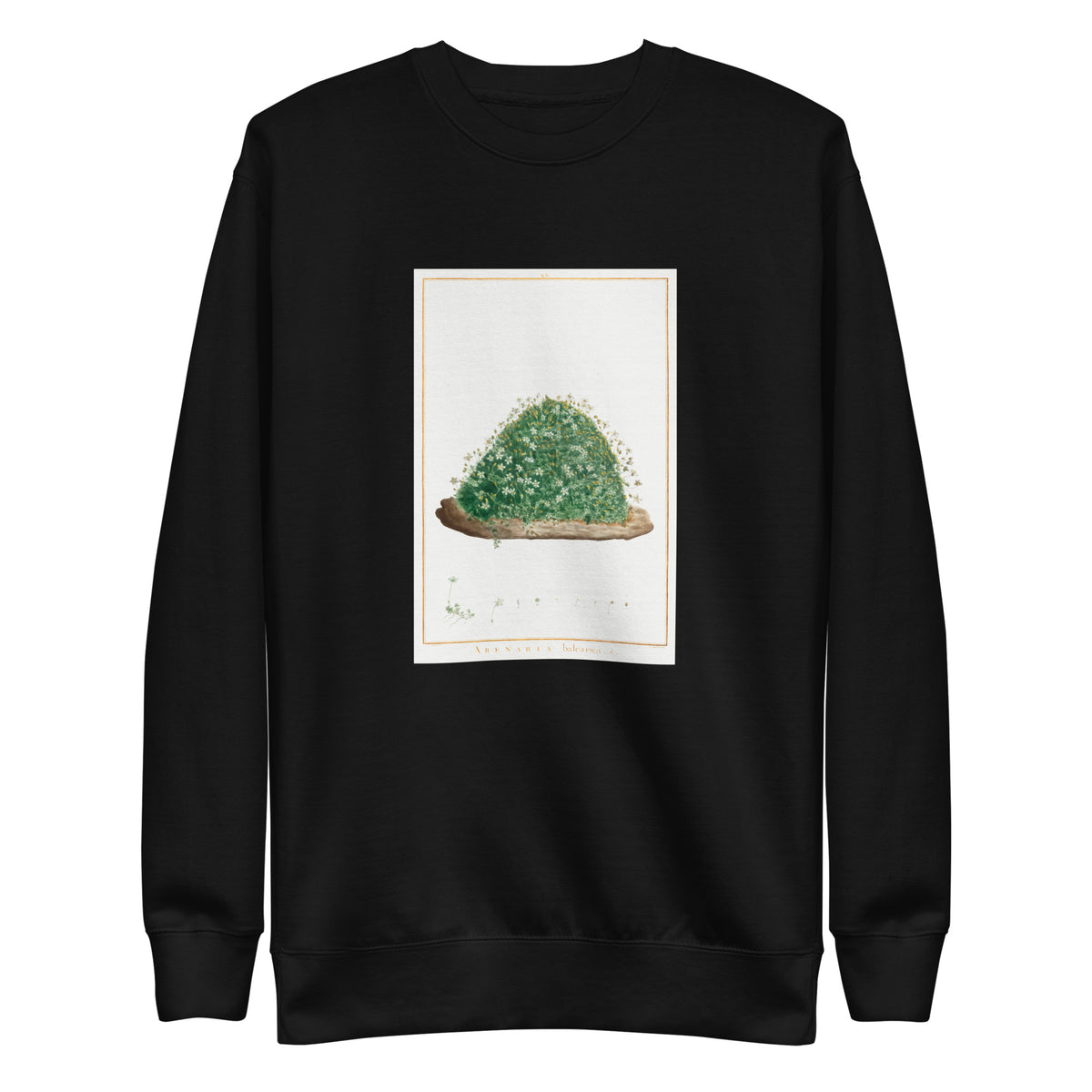 Black Sweater Arenaria Balearica Image - Pierre-Joseph Redoute And Charles Louis L Heritier 1784 Signature