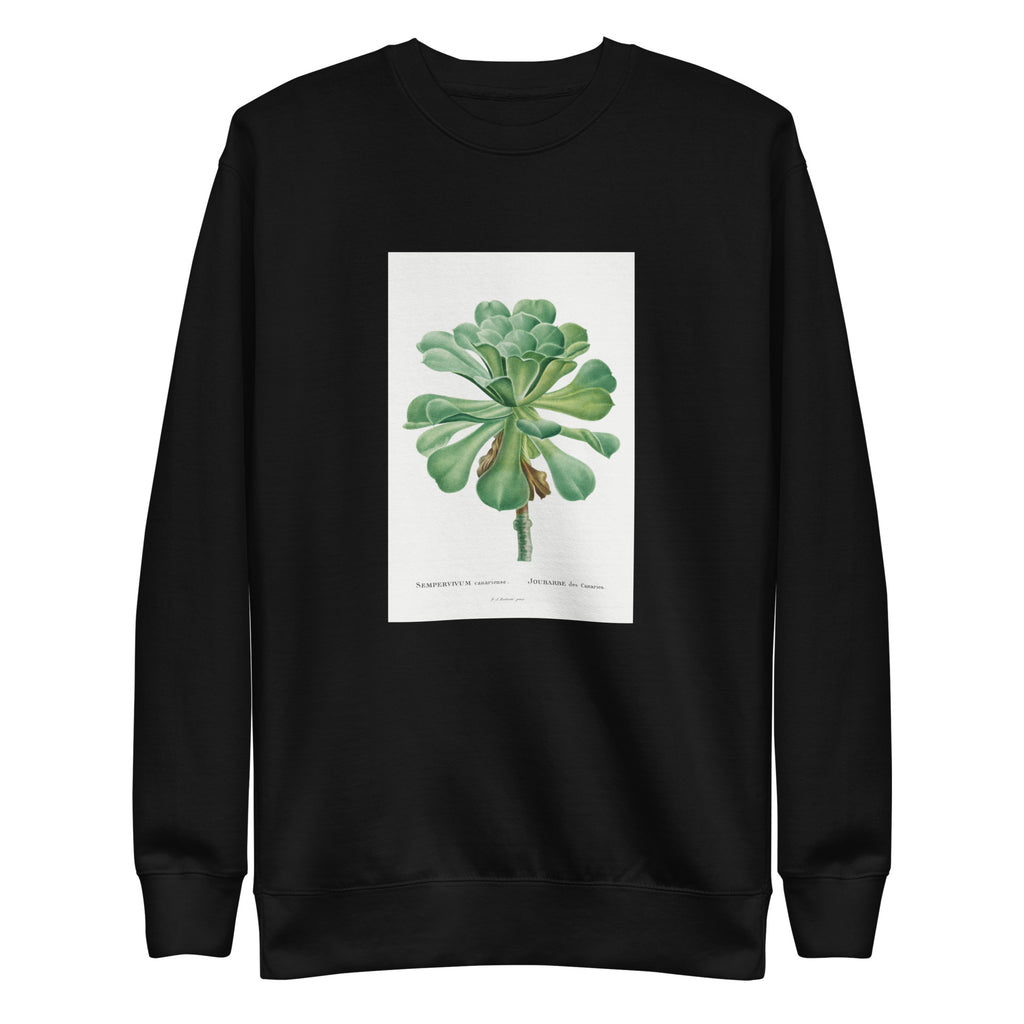 Black Sweater Sempervivum Canariense Image Signature