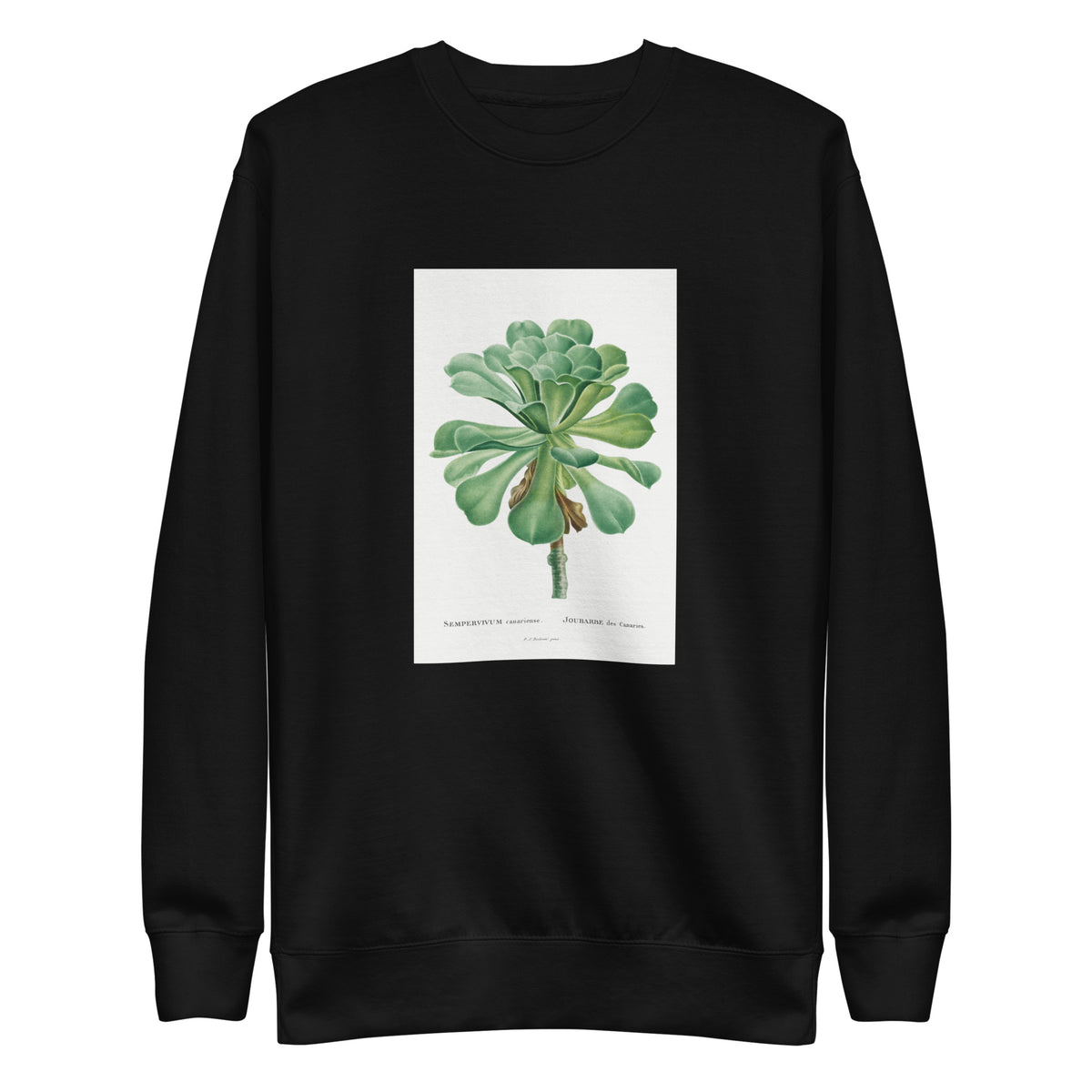 Black Sweater Sempervivum Canariense Image Signature