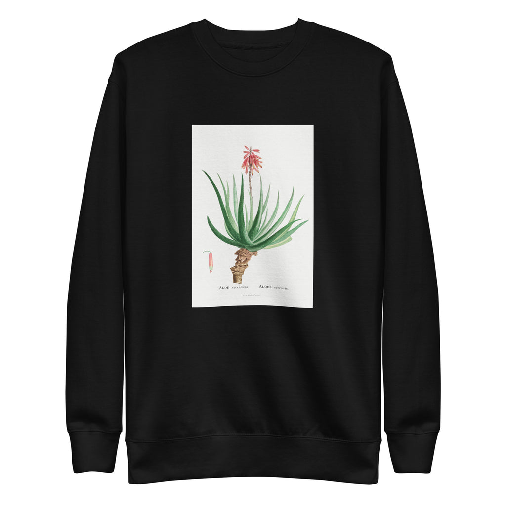 Black Sweater Aloe Socotrina Image Signature