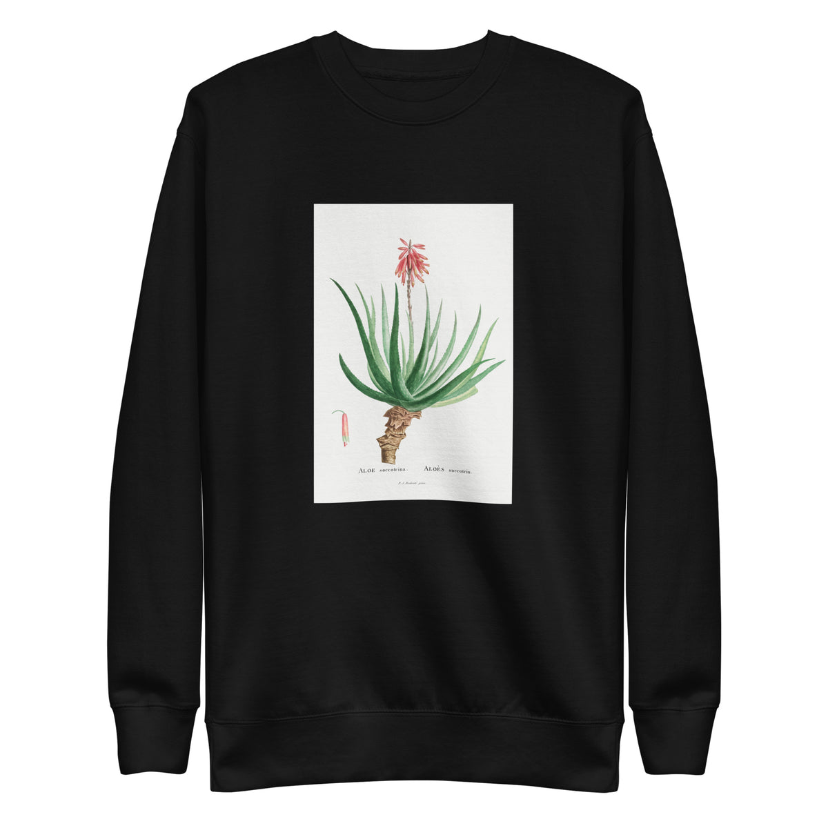 Black Sweater Aloe Socotrina Image Signature