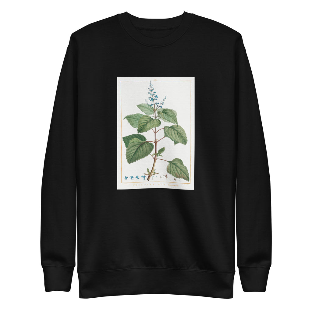 Black Sweater Plectranthus Fruticosus Image - Pierre-Joseph Redoute And Charles Louis 1784 Signature
