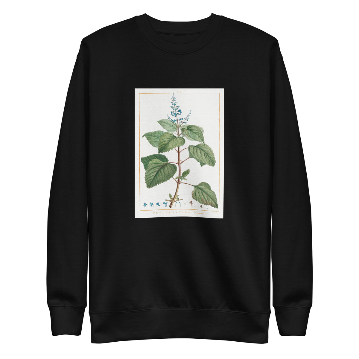 Black Sweater Plectranthus Fruticosus Image - Pierre-Joseph Redoute And Charles Louis 1784 Signature