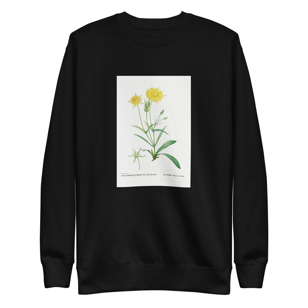 Black Sweater Mesembryanthemum Helianthoides Spatula Leaved Fig Marigold - Pierre-Joseph 1799 Signature