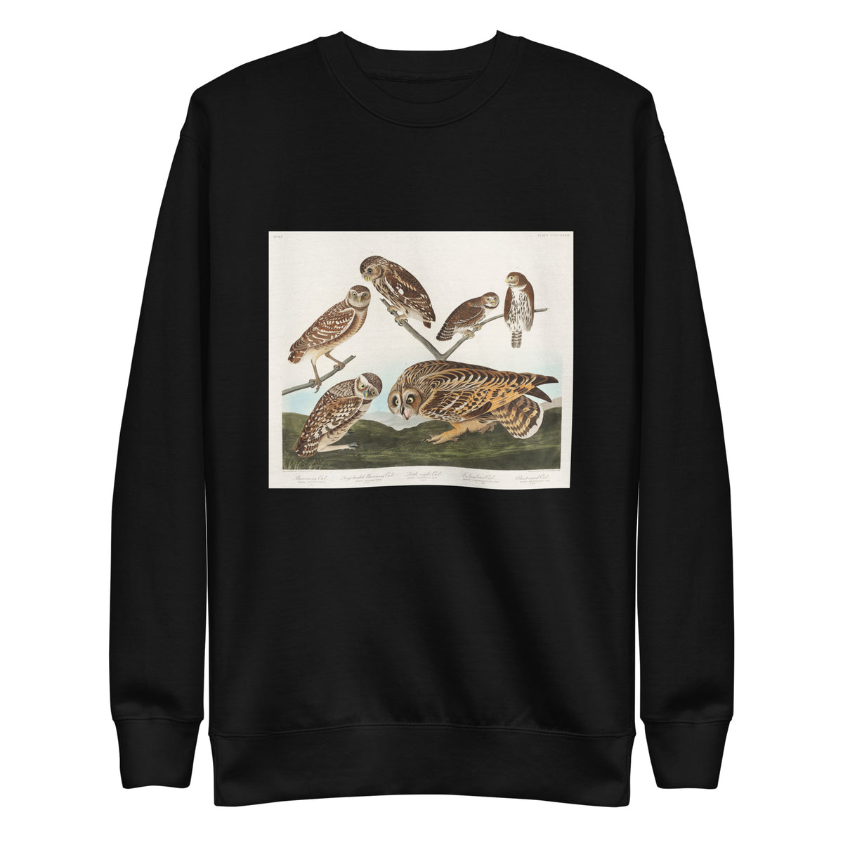 Black Sweater Burrowing Owl Large-Headed Burrowing Owl Little Night Owl Columbian Owl And Short-Cared Owl - John James Audubon 1827 Signature