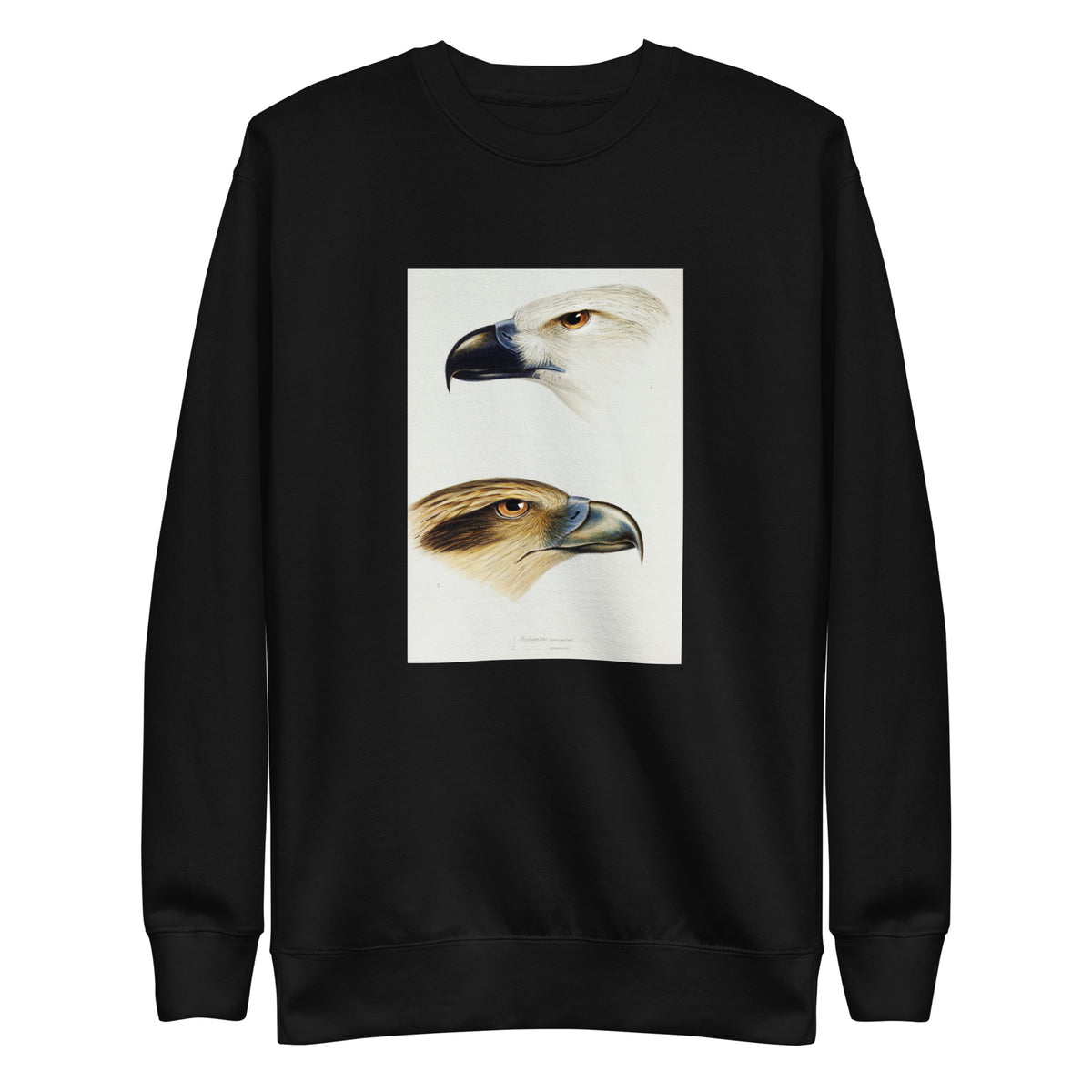 Black Sweater 1 White-Bellied Sea Eagle Haliaeetus Leucogaster 2 Whistling Kite Haliastur Sphenurus Illustrated Signature