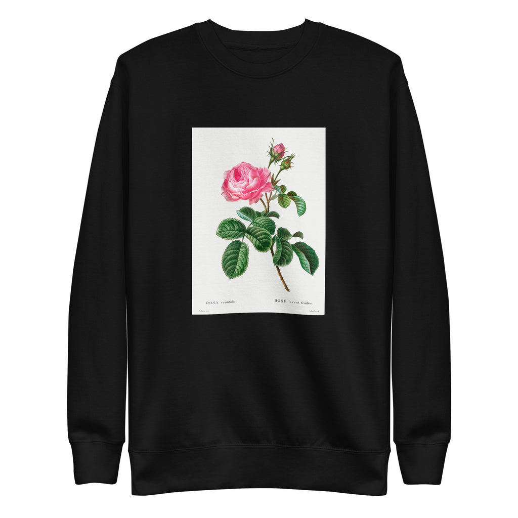 Black Sweater Cabbage Rose Rosa Centifolia Signature