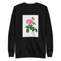 Black Sweater Cabbage Rose Rosa Centifolia Signature