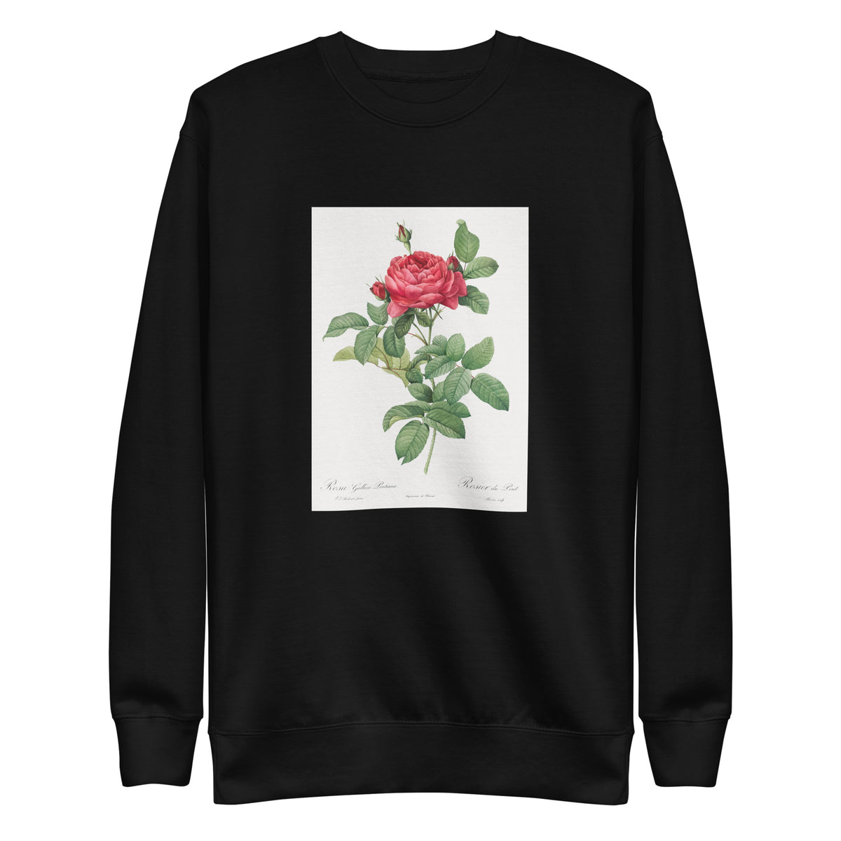 Black Sweater Rosa Gallica Pontiana Also Known As Bridge Rose Signature