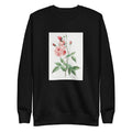Black Sweater Old Blush China Also Known As Common Rose Of India Rosa Indica Vulgaris Signature