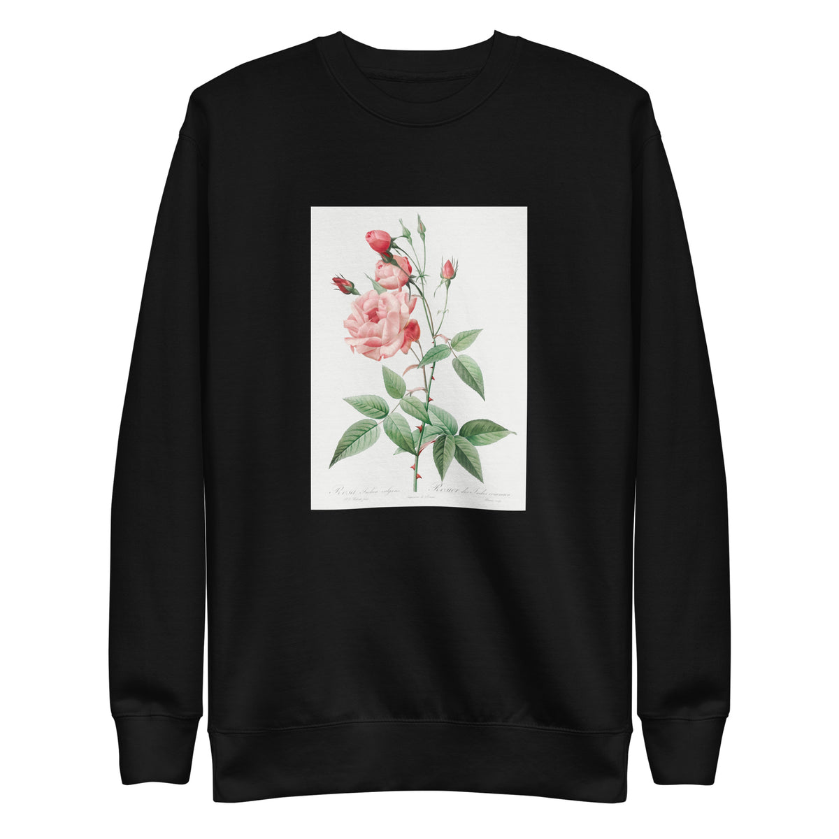 Black Sweater Old Blush China Also Known As Common Rose Of India Rosa Indica Vulgaris Signature