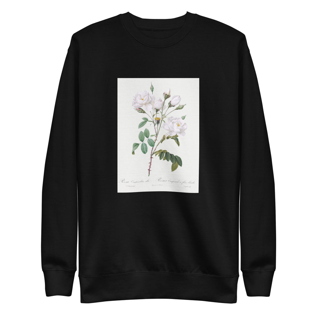 Black Sweater Rosa Campanulata Alba Also Known As Pink Bellflowers To White Flowers Signature