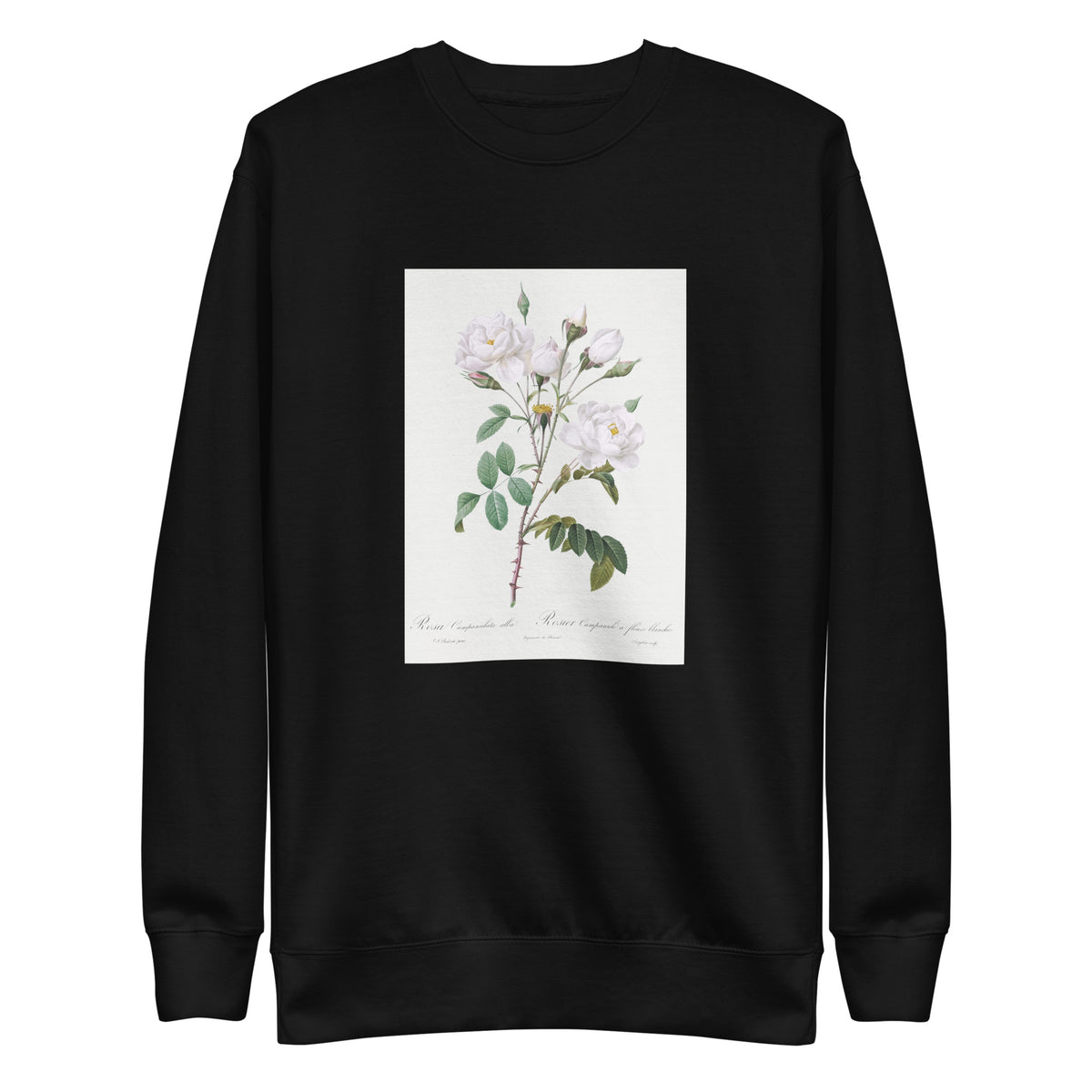 Black Sweater Rosa Campanulata Alba Also Known As Pink Bellflowers To White Flowers Signature