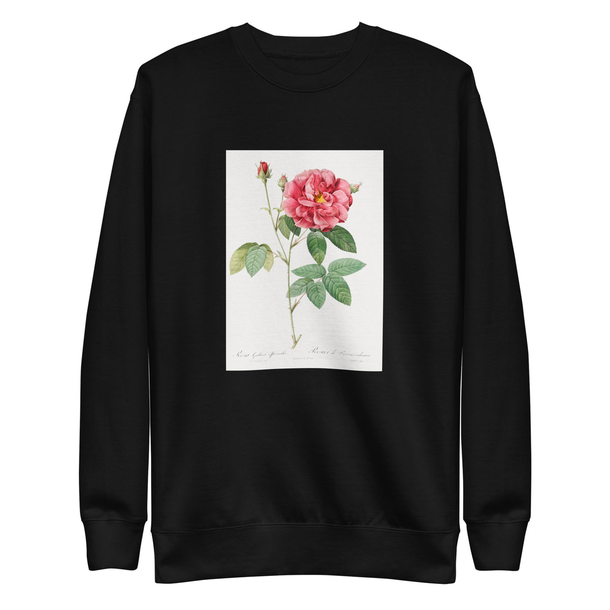 Black Sweater French Rose Also Known As Ordinary Provins Rosebush Rosa Galluca Offuenalis Signature