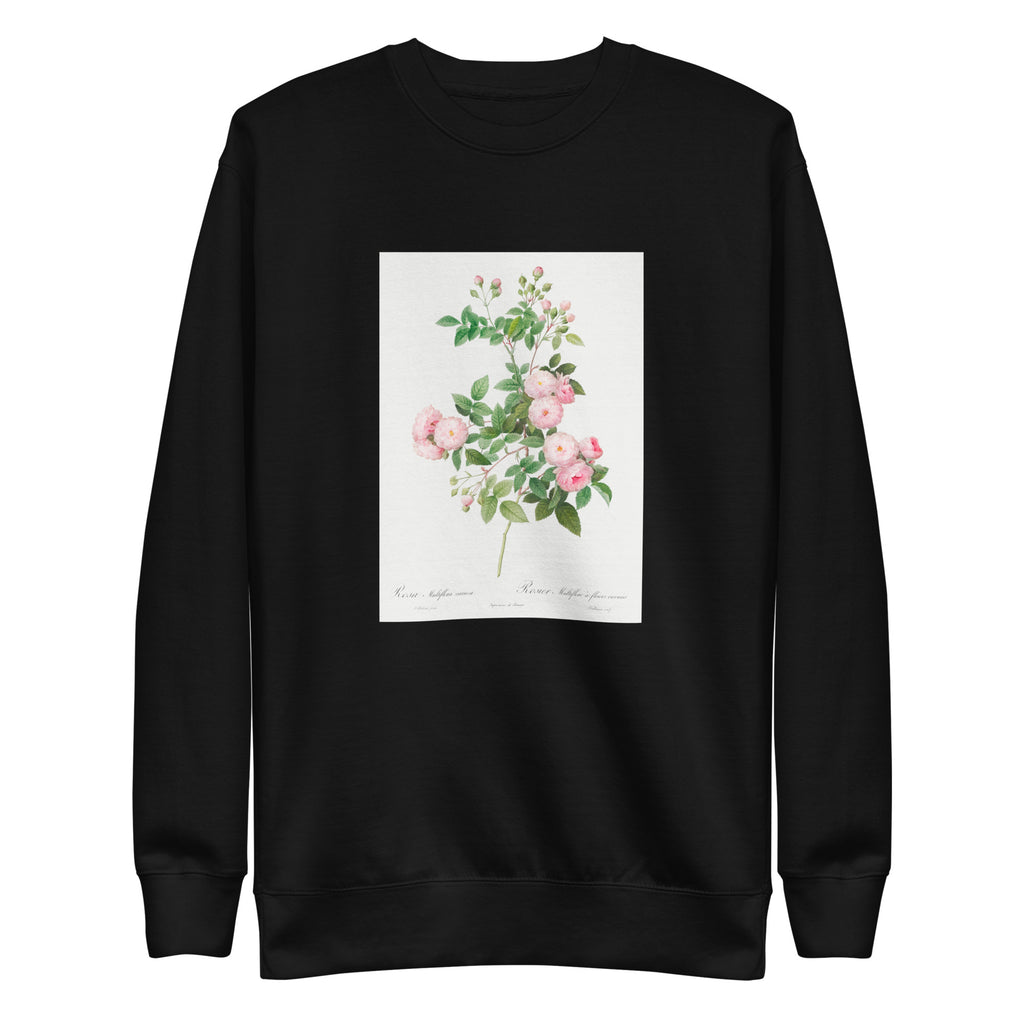 Black Sweater Flesh-Pink Multiflora Rosa Multiflora Carnea Signature