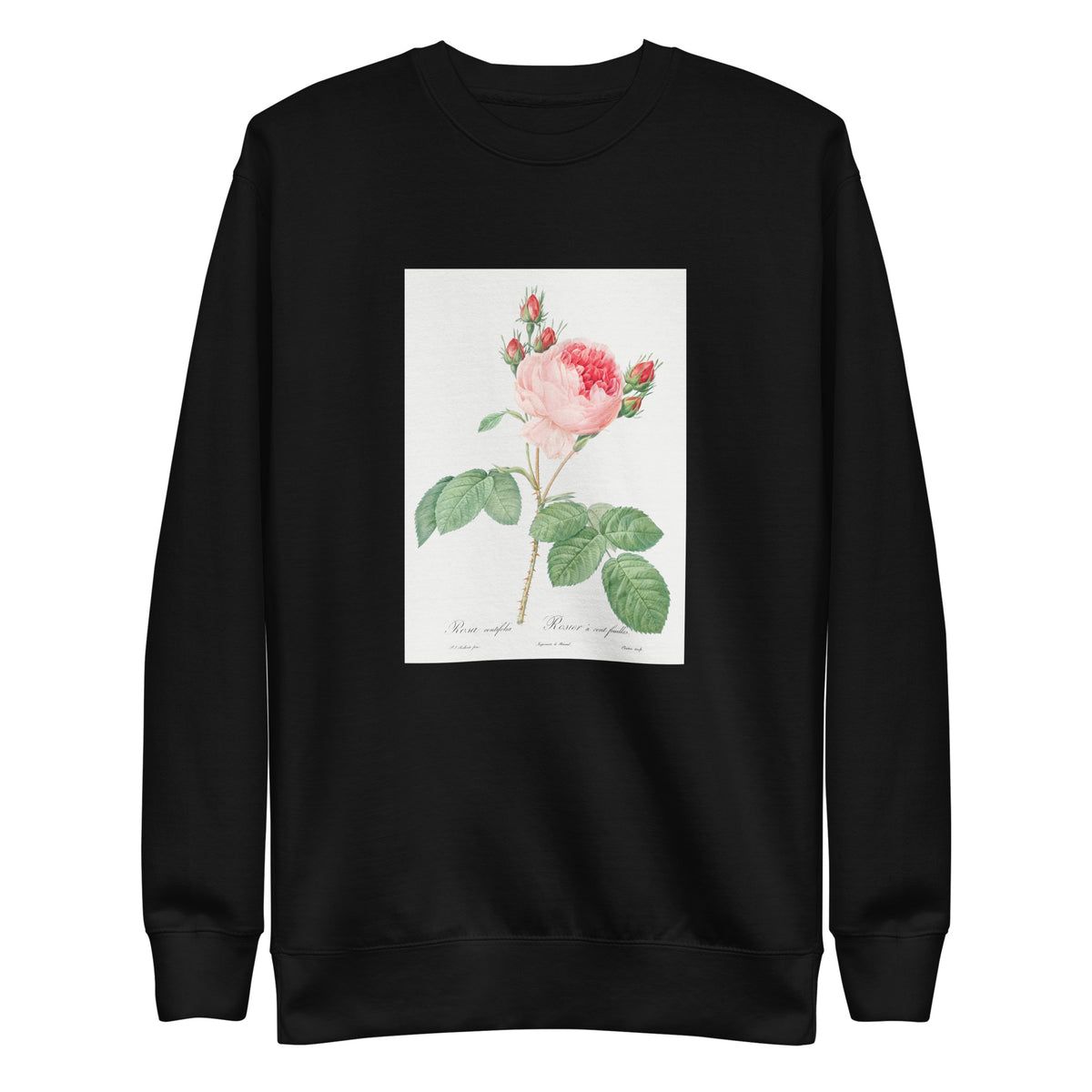 Black Sweater Cabbage Rose Also Known As One Hundred-Leaved Rose Rosa Centifolia Signature