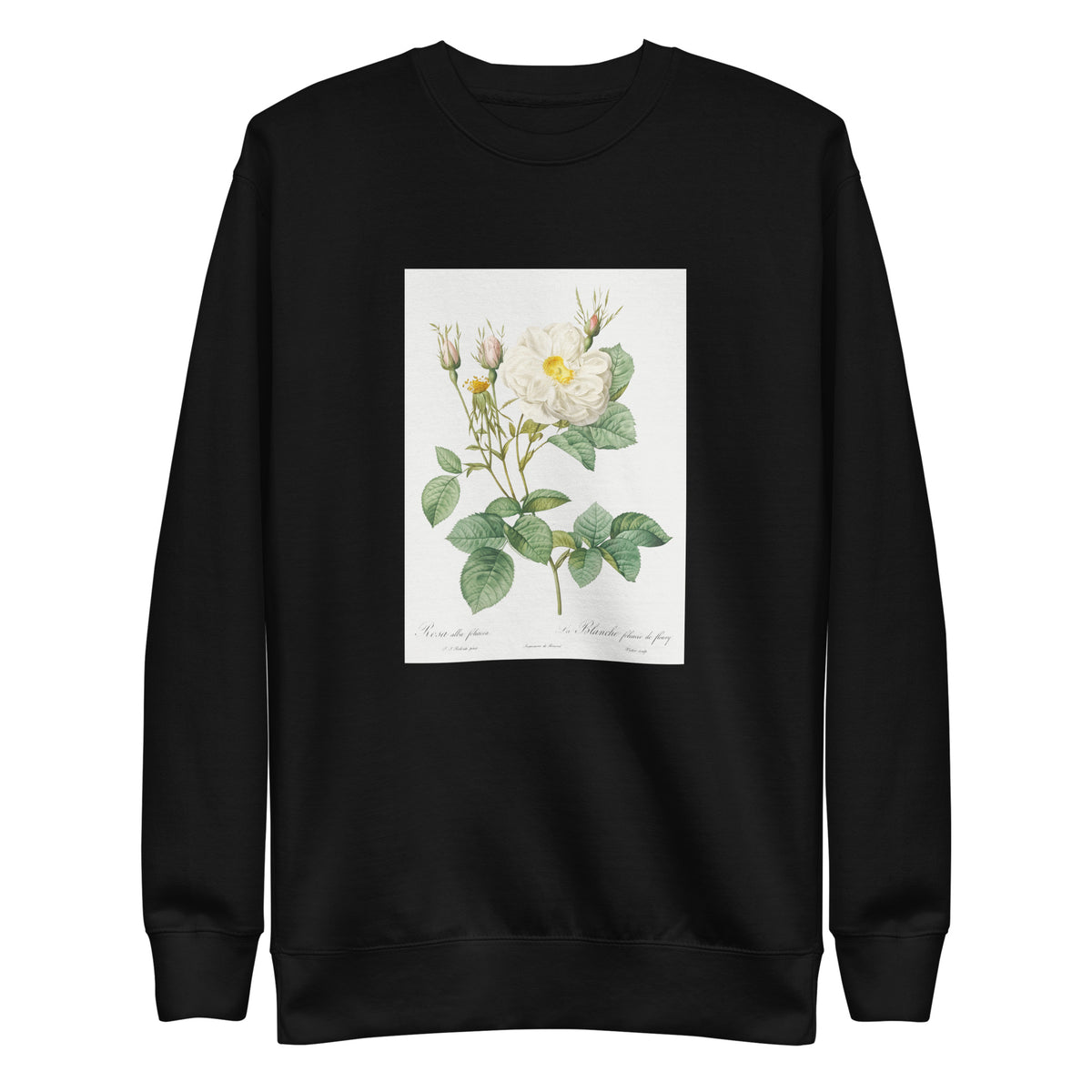 Black Sweater Rosa X Alba Also Known As The White Leaf Of Fleury Rosa Alba Foliacea Signature