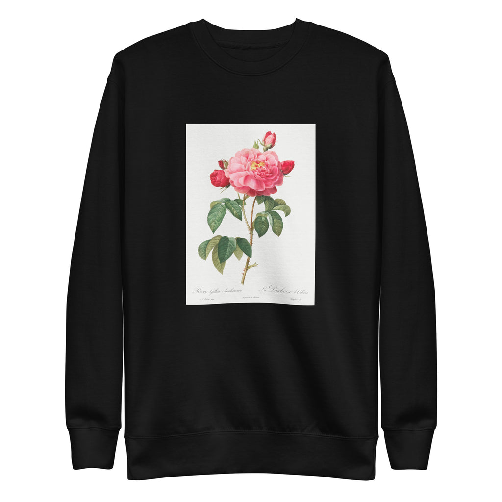 Black Sweater Gallic Rose Also Known As The Duchess Of Orleans Rosa Gallica Aurelianensis Signature