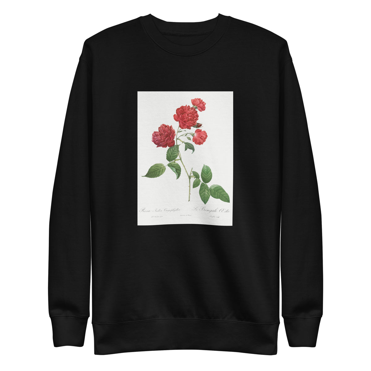 Black Sweater Red Cabbage Rose Also Known As Bengal Eyelet Rosa Indica Caryophyllea - Pierre-Joseph Redoute Original From The Library Of Congress 1817 Signature