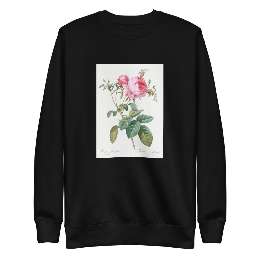 Black Sweater Rose De Mai Rosa Centifolia Foliacea Signature