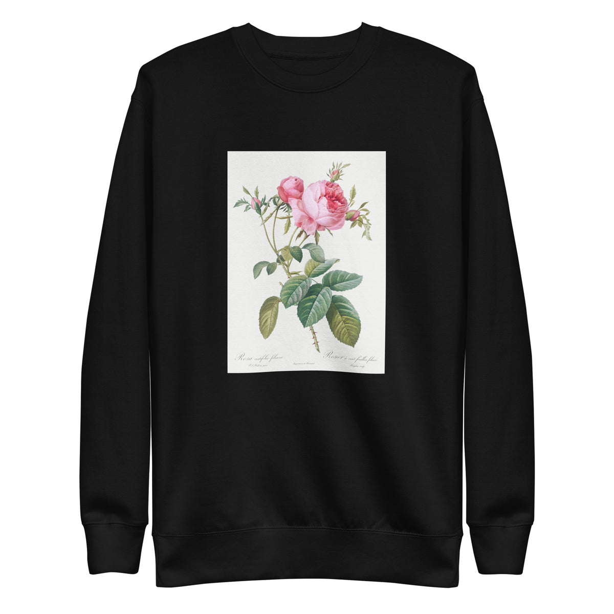 Black Sweater Rose De Mai Rosa Centifolia Foliacea Signature