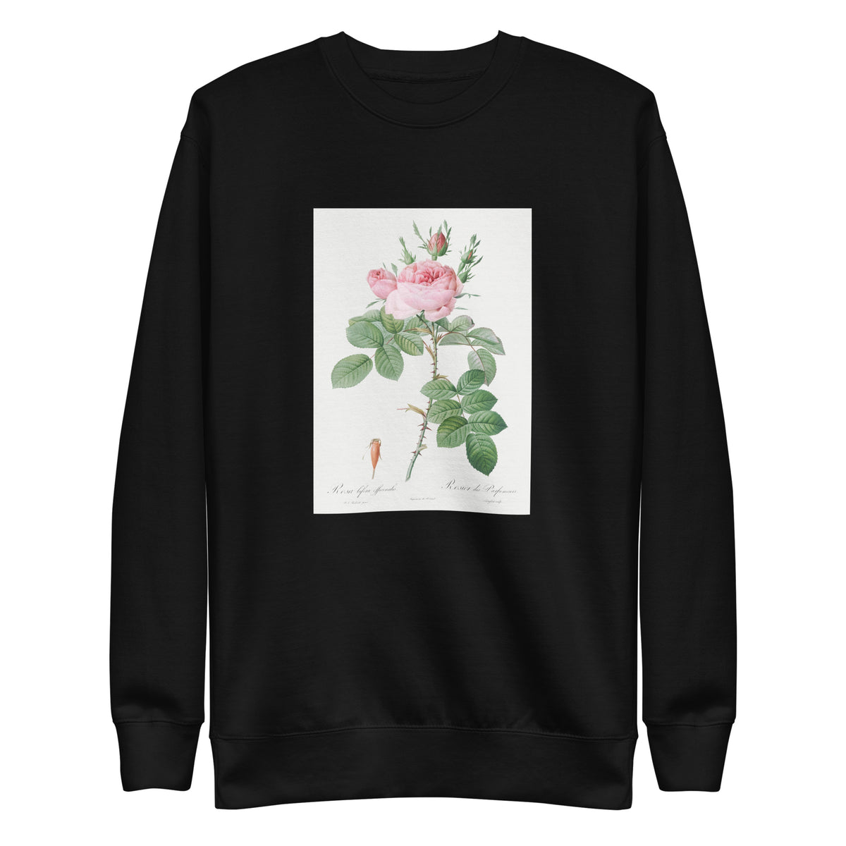 Black Sweater Rosa Bifera Officinalis Also Known As Rose Of Perfume Signature