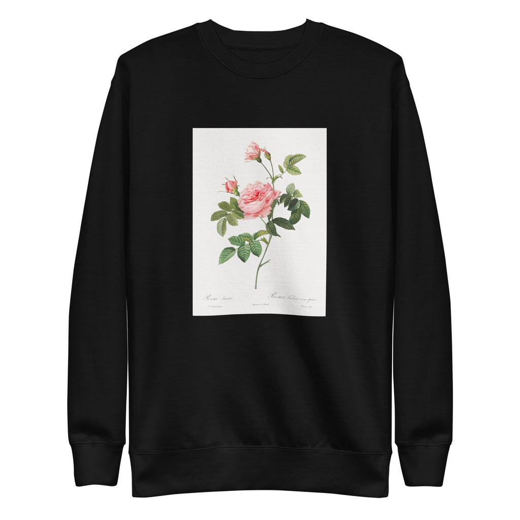 Black Sweater Boursault Rose Also Known As Rose Turbine Without Thorns Rosa Inermis Signature