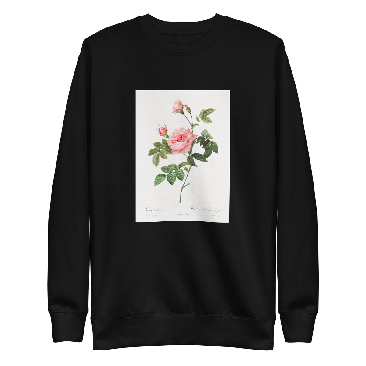 Black Sweater Boursault Rose Also Known As Rose Turbine Without Thorns Rosa Inermis Signature