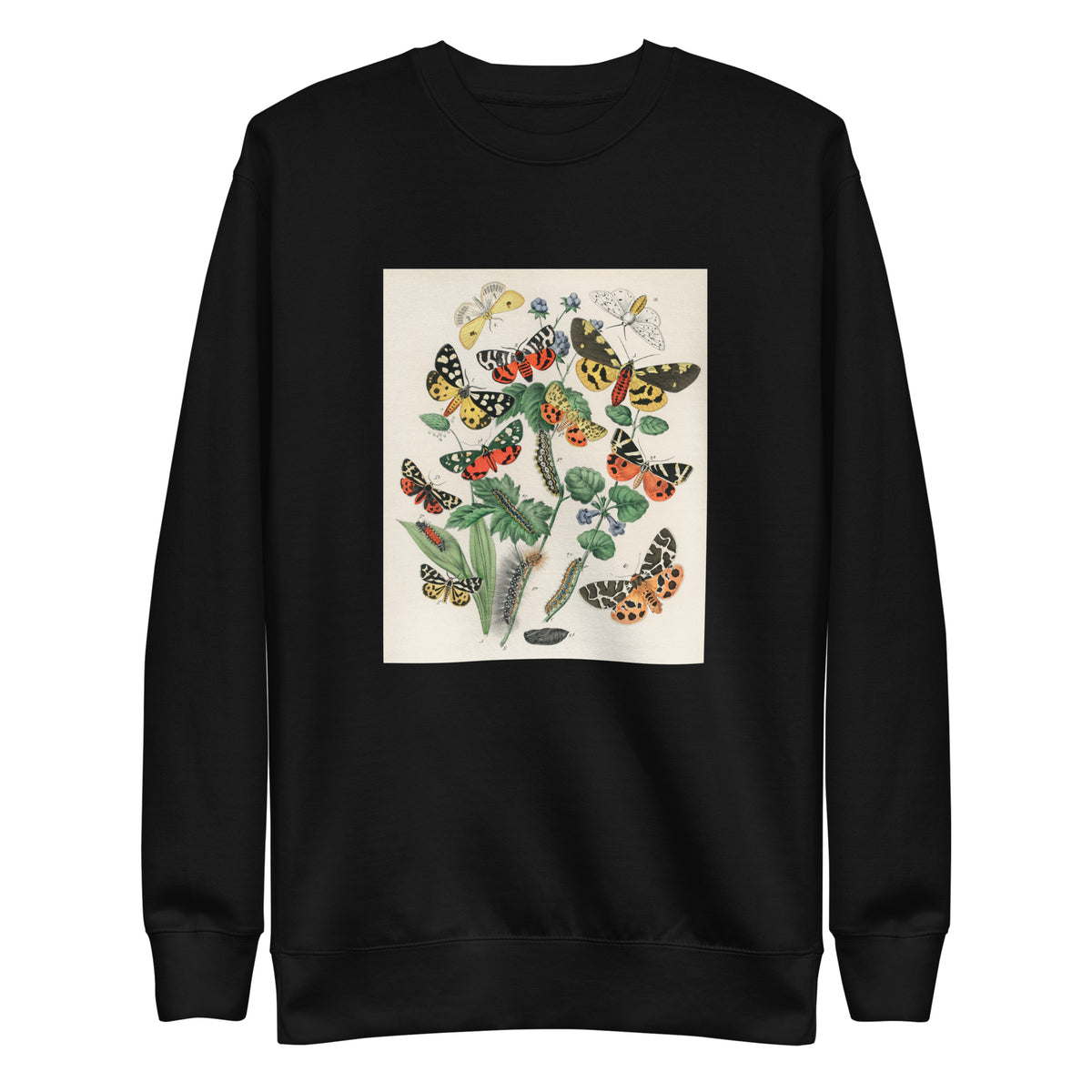 Black Sweater Illustrations - William Forsell Kirby 1882 Signature