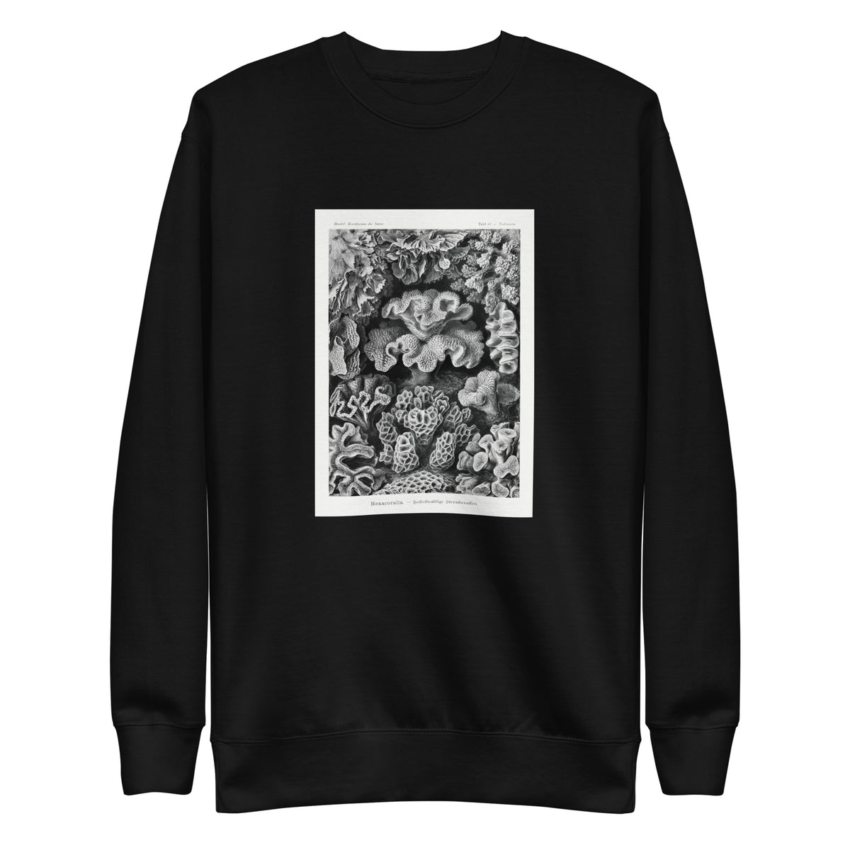 Black Sweater Hexacoralla Sechsstrahlige Sternkorallen Signature