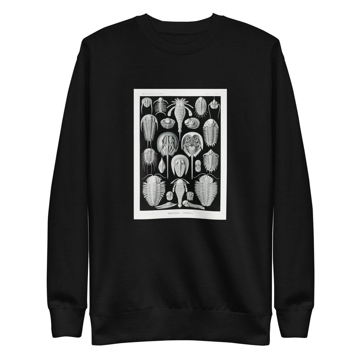 Black Sweater Aspidonia Schildtiere Signature