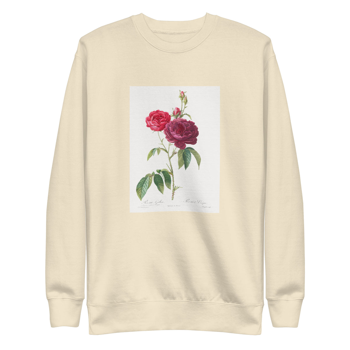 Sweater Purple French Rose Rosa Gallica Purpuro-Violacea Magna Signature