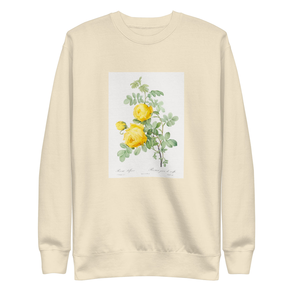 Sweater Rosa Hemisphaerica Also Known As Yellow Rose Of Sulfur Rosa Sulfurea Signature